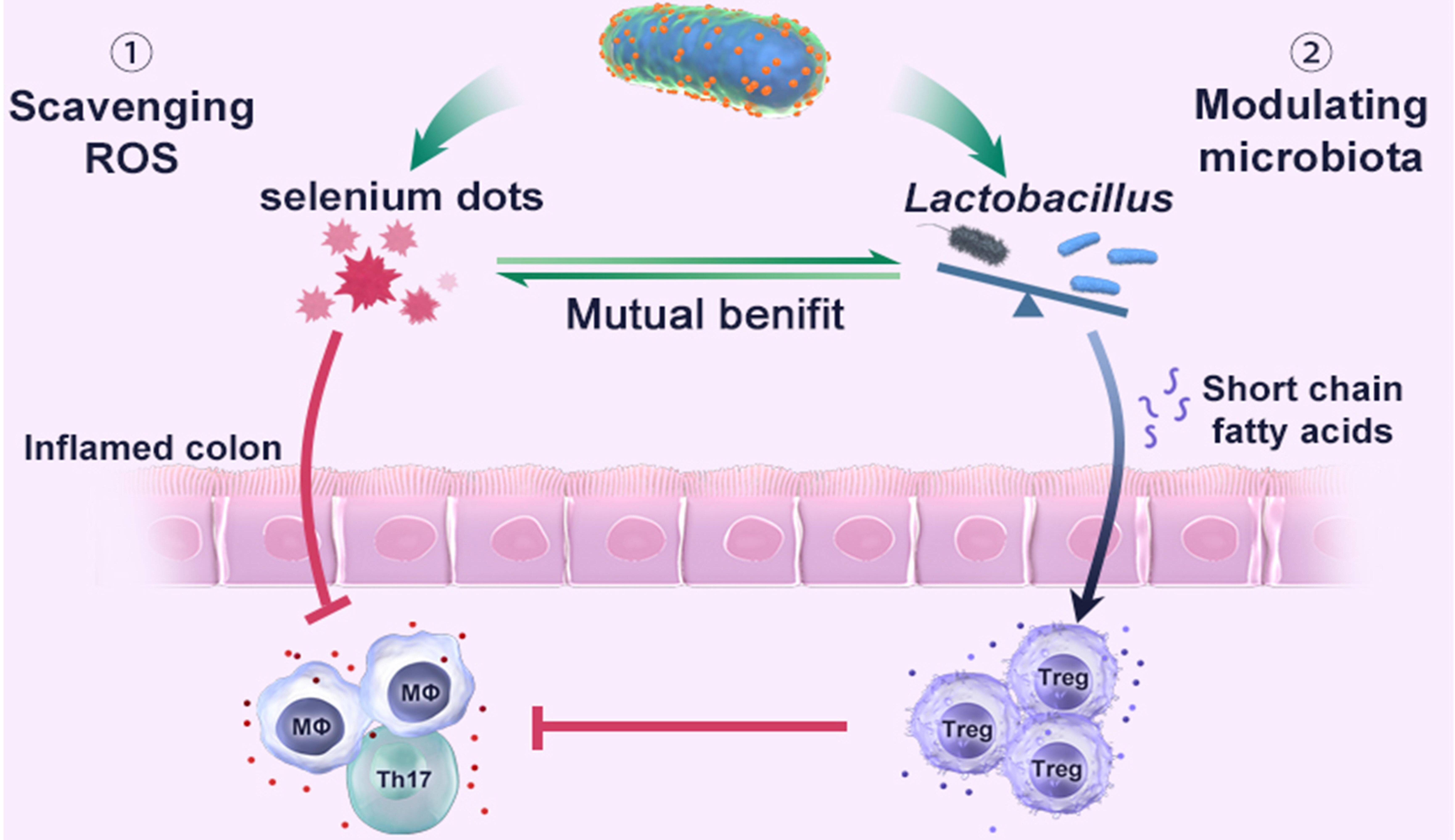 Researchers Develop Engineered Probiotic Ameliorates Ulcerative Colitis by Restoring Gut Microbiota and Redox Homeostasis