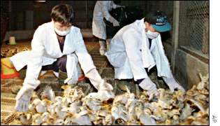 Slaughter of chickens in Hong Kong, 1997