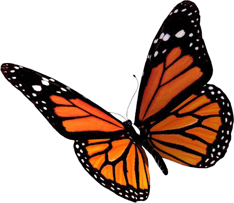 Butterfly PNG Images Transparent Free Download | PNGMart.com