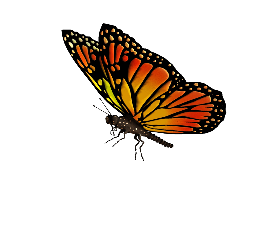 Butterfly PNG Images Transparent Free Download | PNGMart.com