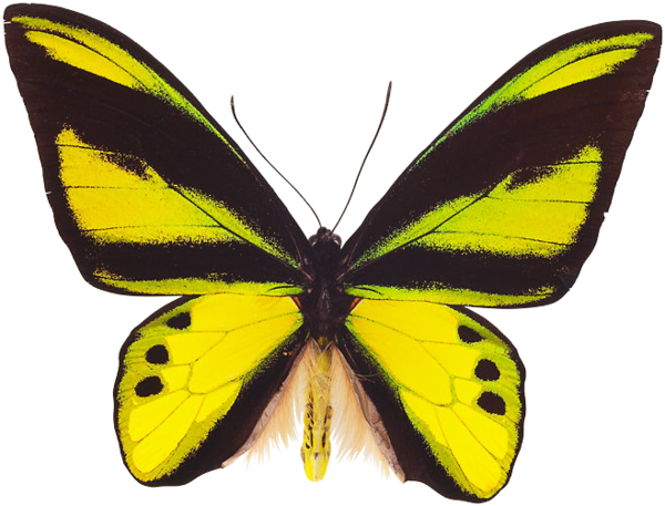 Butterfly PNG image, free picture download