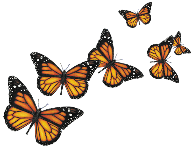 Butterfly Flying Png #26540 - Free Icons and PNG Backgrounds