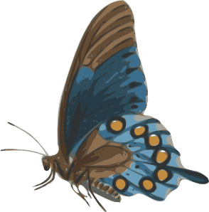 Butterfly clip art - vector clip art online, royalty free & public ...