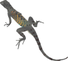 Az-lizard Clip Art