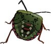 Stink Bug Clip Art