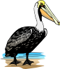 Pelican Clip Art