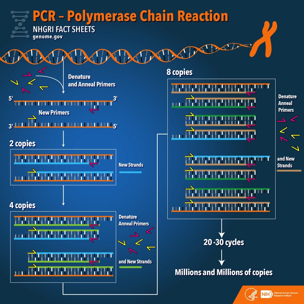 NHGRI PCR Fact Sheet