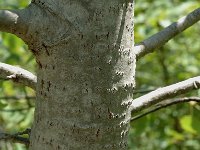 Populus tremula, Aspen