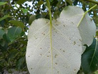 Populus trichocarpa 3, Zwarte balsempopulier, Saxifraga-Rutger Barendse