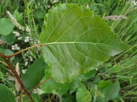 Populus x canadensis, Canadian Poplar