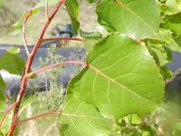 Populus x canadensis 4, Canadapopulier, Saxifraga-Rutger Barendse