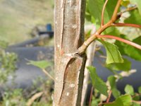 Populus x canadensis 5, Canadapopulier, Saxifraga-Rutger Barendse