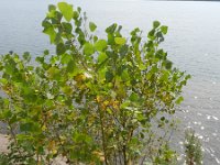 Populus x canadensis 6, Canadapopulier, Saxifraga-Rutger Barendse