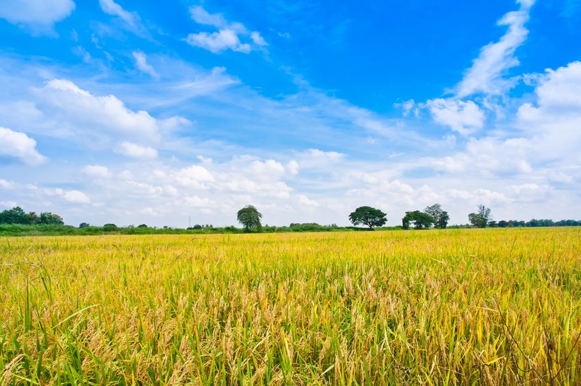 USDA Addressing Key Challenges of Specialty Crop and Organic Agriculture Producers