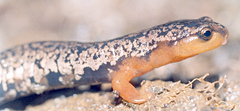 Bolitoglossa pesrubra