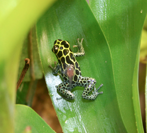 Ranitomeya imitator