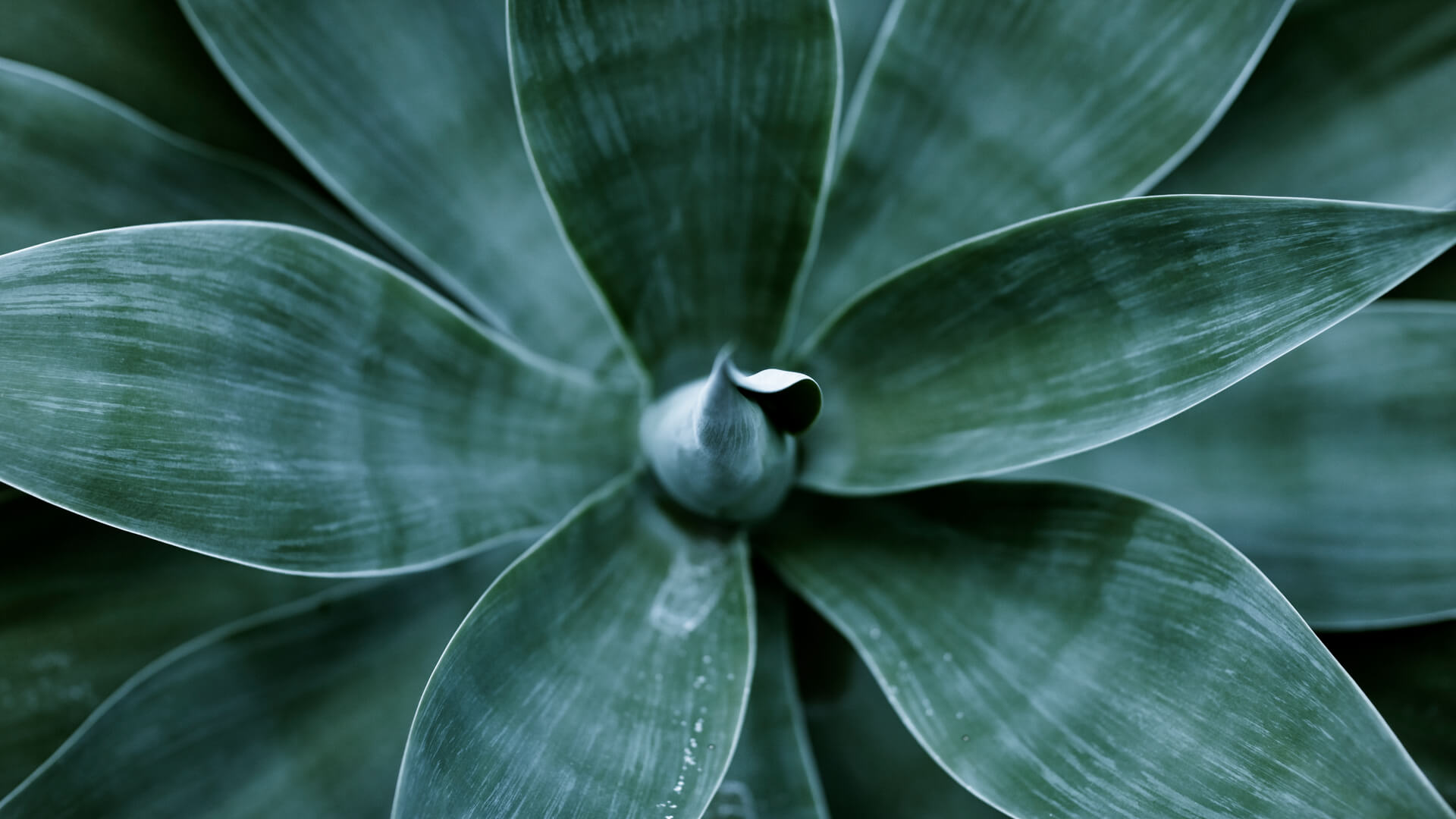 Agave