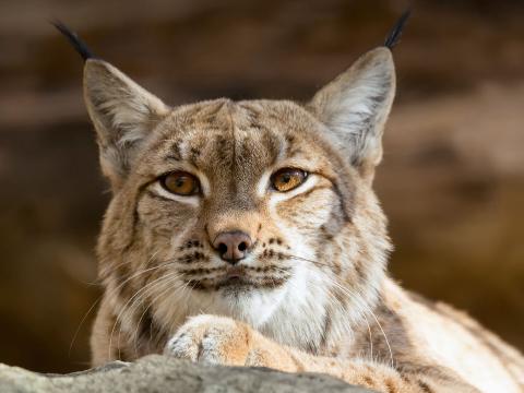 Close up of a lynx face as it looks slightly to the left with its eyes