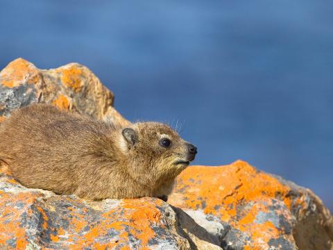 A Rock Hyrax or Dassie, on lichen covered rocks in Cape Peninsula, South Africa