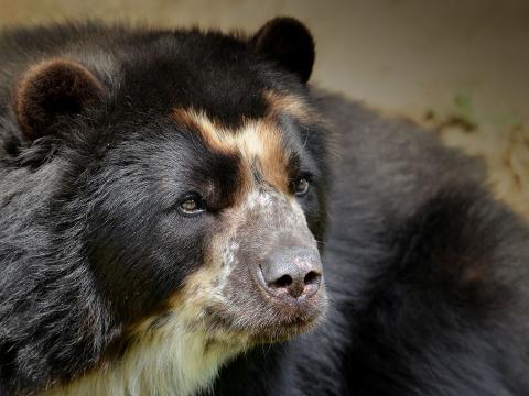 Andean Bear