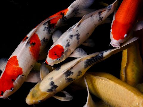 A group of koi fish swimming.