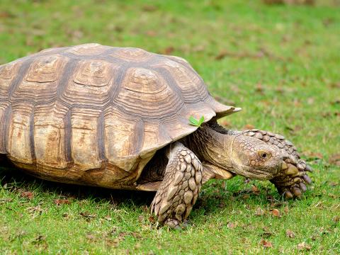 African spurred tortoise