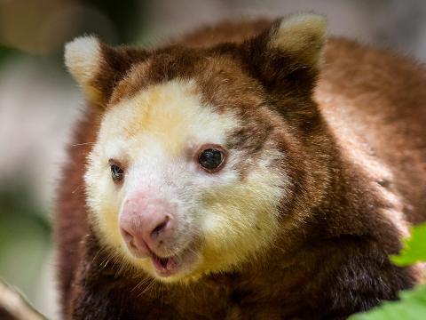 Matschie's tree kangaroo sitting on a branch, looking off to the left