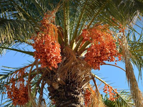 Date palm heavy with bright orange fruit