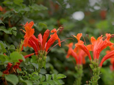 Cape honeysuckle