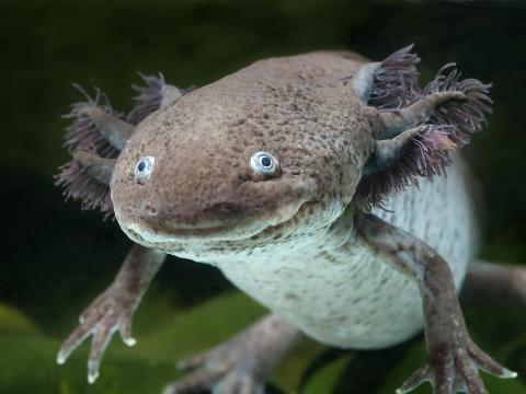 Gray axolotl floating in an aquarium.