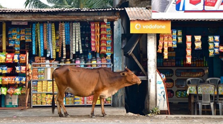 Cow walking in marketplace in India. 