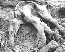 An image of a mammoth preserved in ice (black and white)