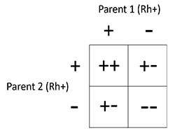 A square diagram with four boxes filled with &quot;+&quot; and &quot;-&quot; symbols, which represent having the Rh positive blood type or not.