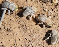 Male Centris pallida bees smell females under the ground using their extremely sensitive antennae.