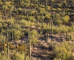 Saguaro forest