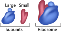 robosomes  large small