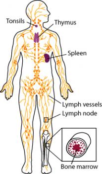 Lymph system