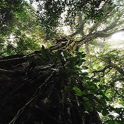 Looking up a tree covered by a strangler fig