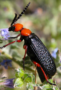 Blister beetle