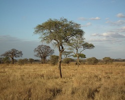 Savanna