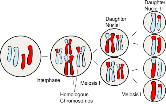 Meiosis