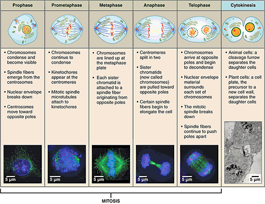 Mitosis cell cycle