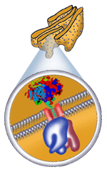 ribosomes