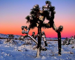 mojave winter joshua tree