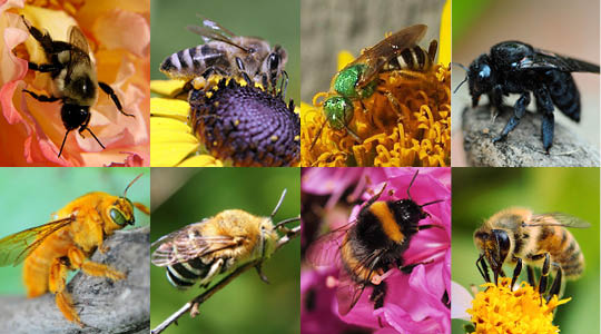 bee species