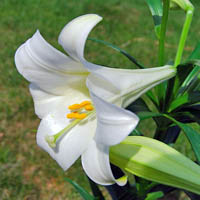 Easter Lily