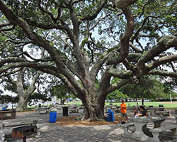 The shade of a tree is an ecosystem service