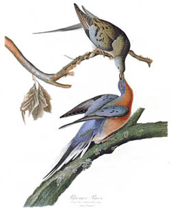 Passenger Pigeon by Audubon