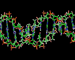 DNA structure