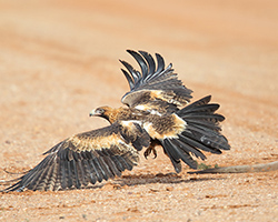 A wedge-tailed eagle flying away from a roadkilled kangaroo